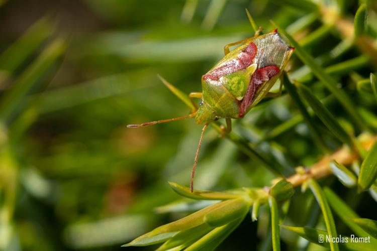 Cyphostethus tristriatus - Viala-du-Tarn (12) © Nicolas Romet