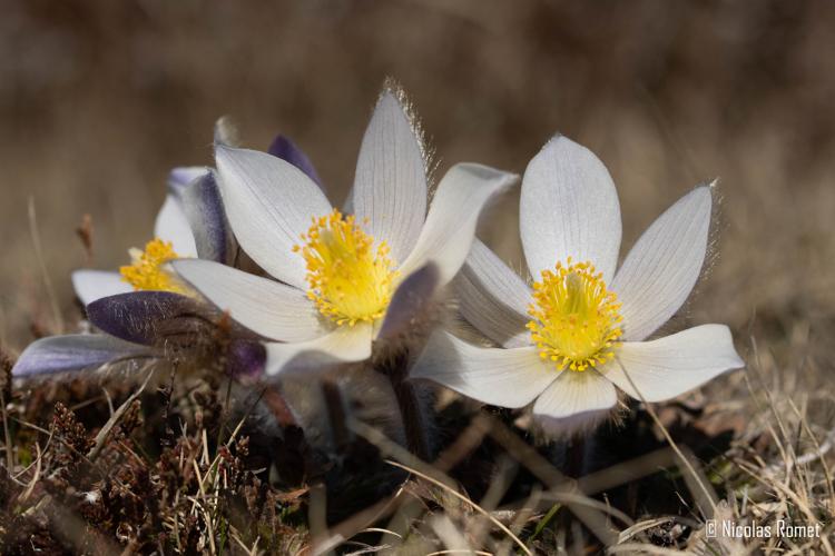 Pulsatilla vernalis - Py (66) © Nicolas Romet