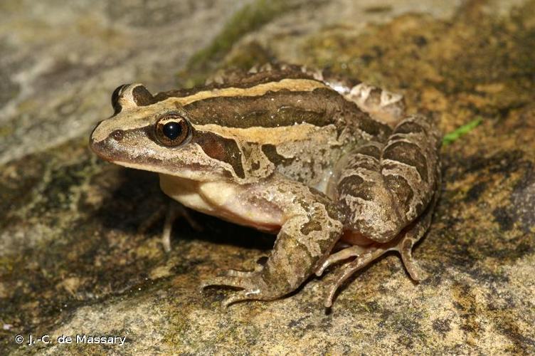 <i>Discoglossus pictus</i>, morphe ligné © J.-C. de Massary