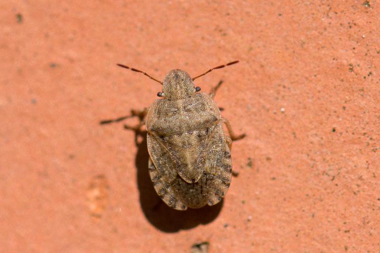 Sciocoris macrocephalus © Romain Baghi