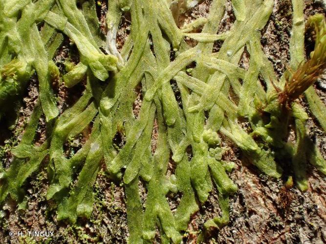 <i>Metzgeria furcata</i> (L.) Dumort. © H. TINGUY