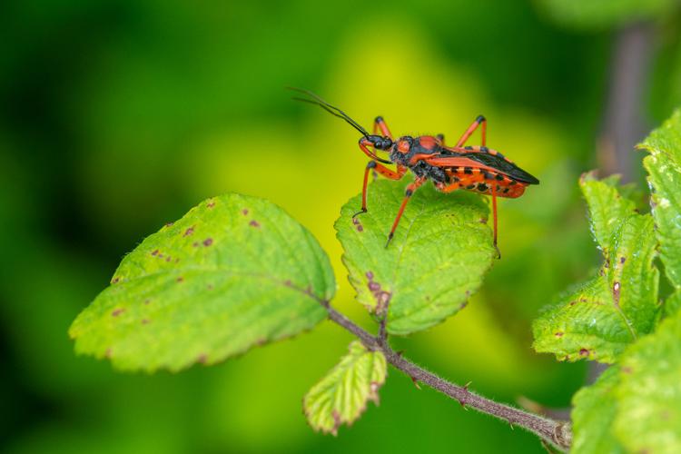 Rhynocoris iracundus © Romain Baghi