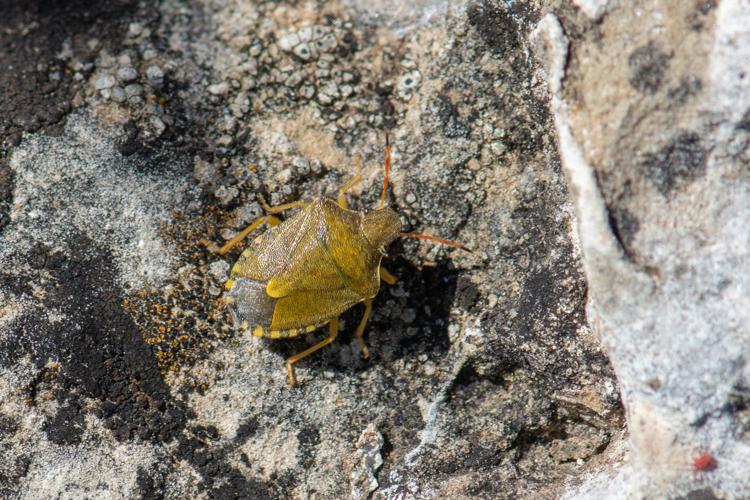 Peribalus strictus strictus © Romain Baghi