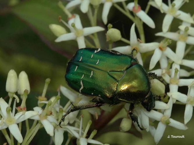 <i>Cetonia aurata</i> (Linnaeus, 1758) © J. Touroult