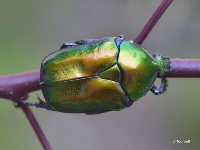 <i>Eupotosia affinis</i> (Andersch, 1797) © J. Touroult