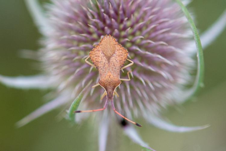 Syromastus rhombeus © Romain Baghi