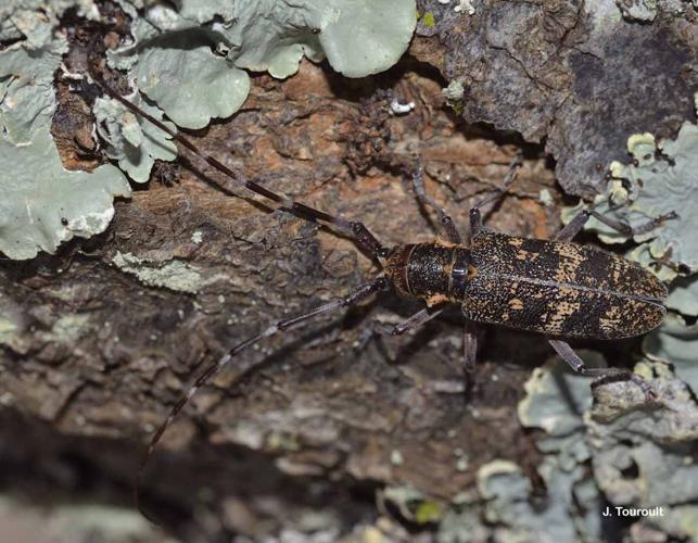 <i>Monochamus galloprovincialis</i> (Olivier, 1795) © J. Touroult