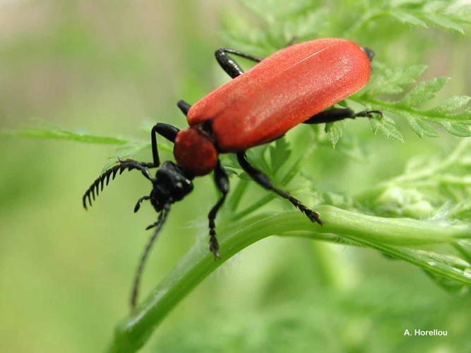 <i>Pyrochroa coccinea</i> (Linnaeus, 1760) © A. Horellou