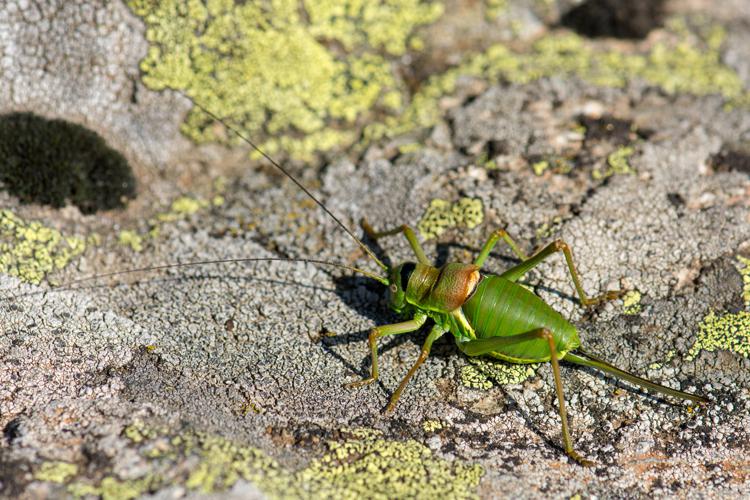 Ephippiger diurnus diurnus © Romain Baghi