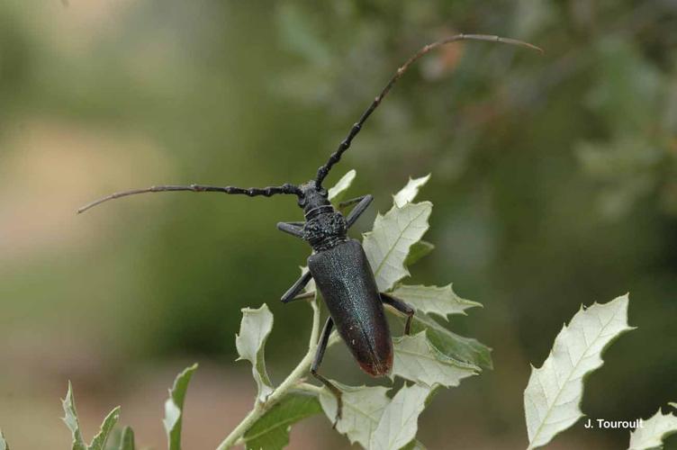 <i>Cerambyx cerdo</i> Linnaeus, 1758 © J. Touroult