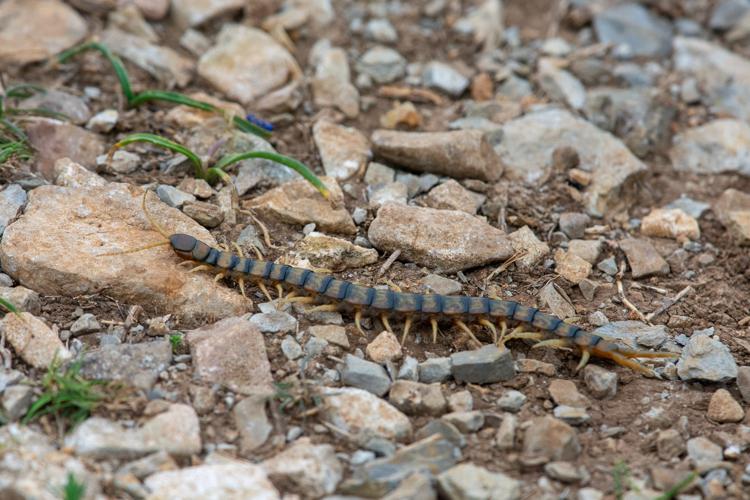 Scolopendra cingulata © Romain Baghi