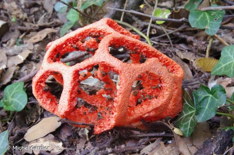 <i>Clathrus ruber</i> [Micheli] : Pers. © Michel Garnier