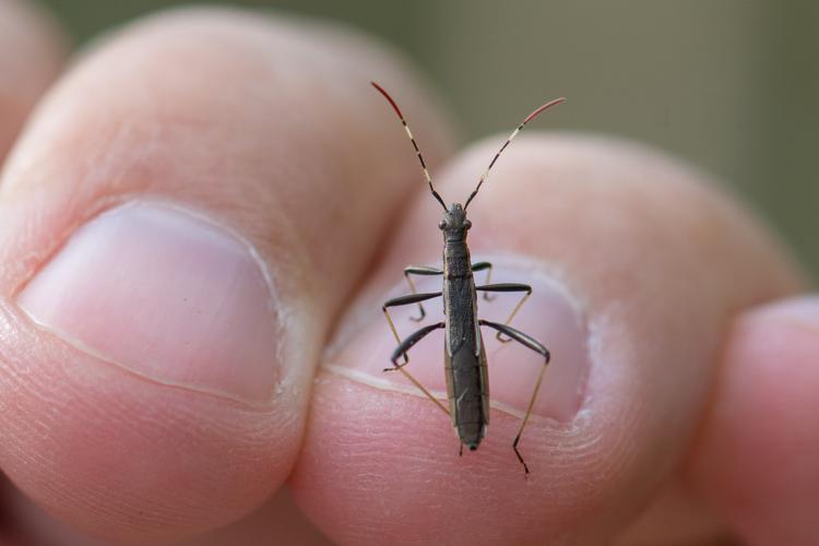 Micrelytra fossularum © Romain Baghi