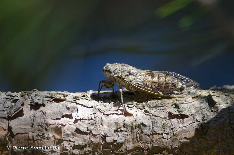 <i>Cicada orni</i> Linnaeus, 1758 © Pierre-Yves Le Bail