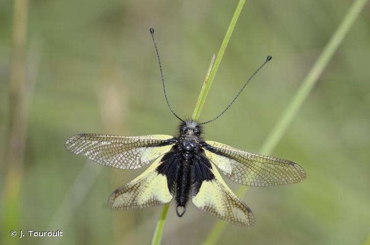 <i>Libelloides coccajus</i> (Denis & Schiffermüller, 1775) © J. Touroult