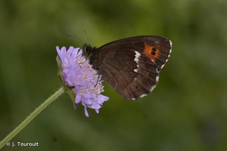 <i>Erebia ligea</i> (Linnaeus, 1758) © J. Touroult