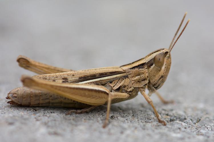 Euchorthippus elegantulus © Romain Baghi