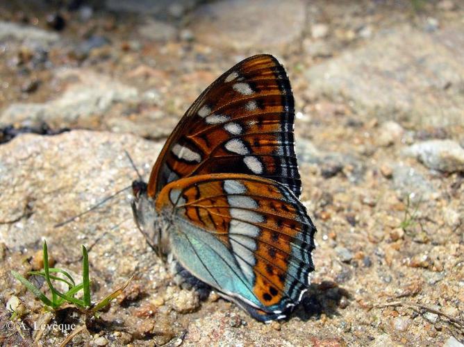 <i>Limenitis populi</i> (Linnaeus, 1758) © A. Lévêque