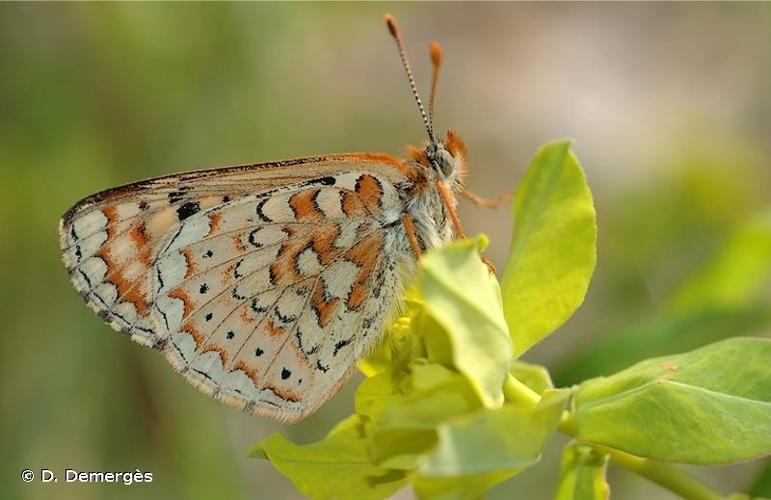 <i>Euphydryas desfontainii</i> (Godart, 1819) © D. Demergès