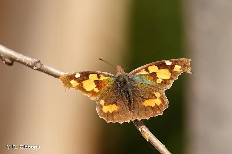 <i>Libythea celtis</i> (Laicharting, 1782) © R. Gibbons