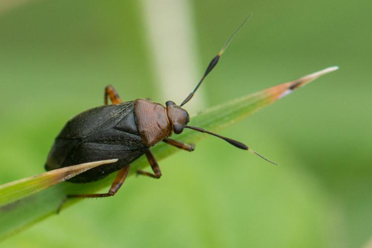 Capsus ater © Romain Baghi