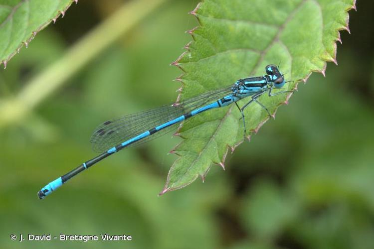 <i>Coenagrion puella</i> (Linnaeus, 1758) © J. David - Bretagne Vivante