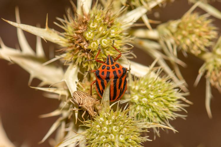 Graphosoma semipunctatum © Romain Baghi