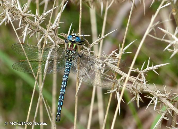 <i>Brachytron pratense</i> (O.F. Müller, 1764) © MOKUENKO Nicolas