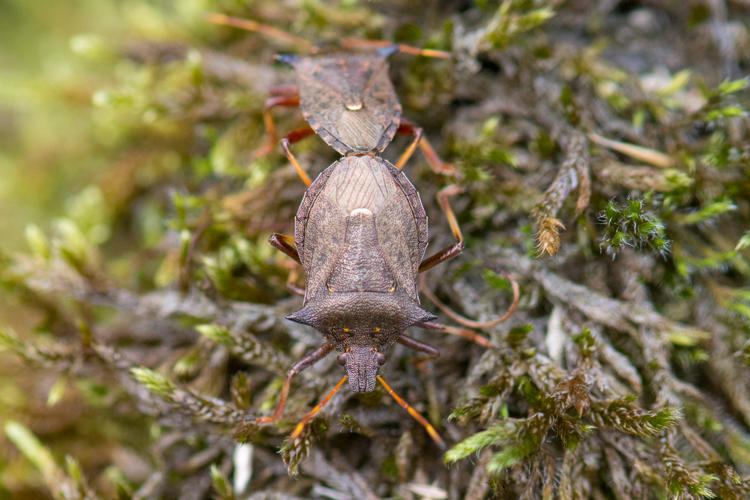 Picromerus bidens © Romain Baghi