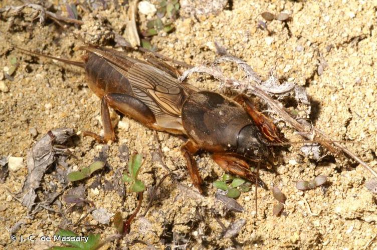 <i>Gryllotalpa gryllotalpa</i> (Linnaeus, 1758) © J.-C. de Massary