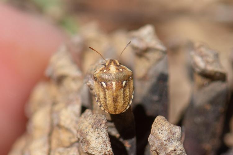 Derula flavoguttata © Romain Baghi