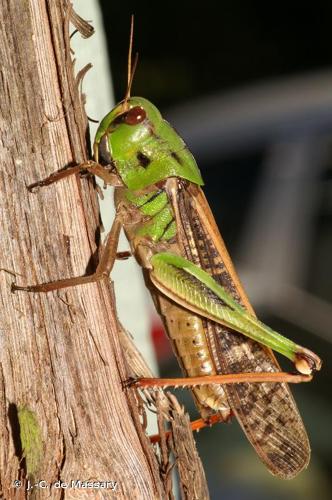 <i>Locusta migratoria</i> (Linnaeus, 1758) © J.-C. de Massary