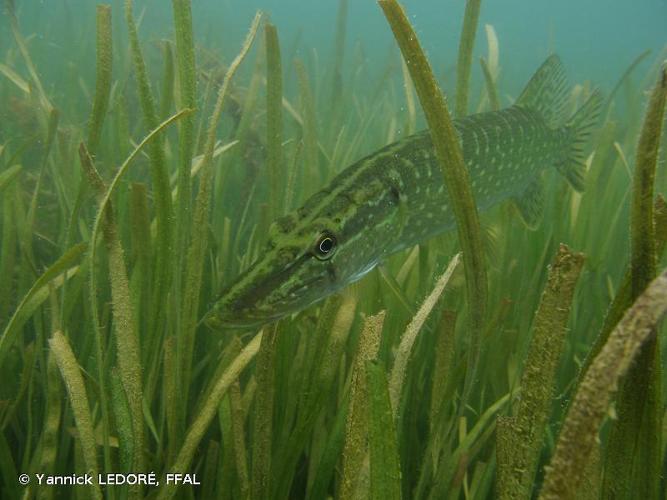 <i>Esox lucius</i> Linnaeus, 1758 © Yannick LEDORÉ, FFAL