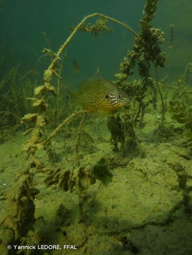 <i>Lepomis gibbosus</i> (Linnaeus, 1758) © Yannick LEDORÉ, FFAL