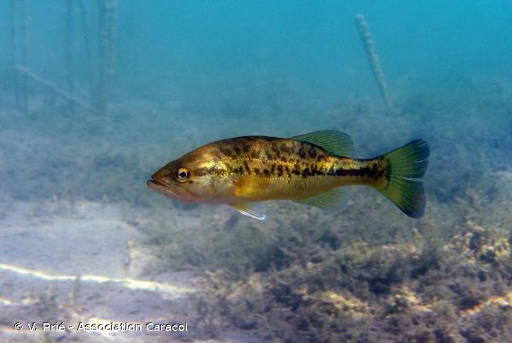 <i>Micropterus salmoides</i> (Lacepède, 1802) © V. Prié - Association Caracol