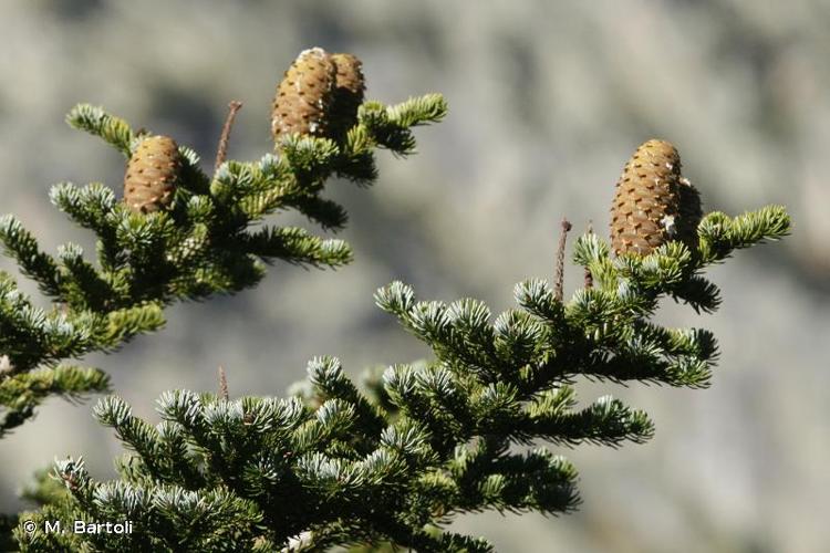 <i>Abies alba</i> Mill., 1768 © M. Bartoli