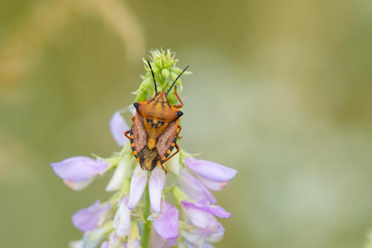 Carpocoris mediterraneus © Romain Baghi