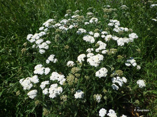 <i>Achillea millefolium</i> L., 1753 © P. Gourdain