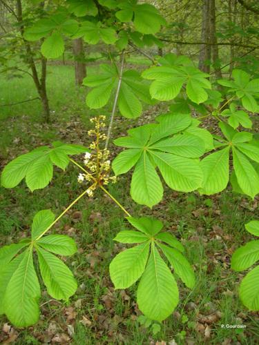 <i>Aesculus hippocastanum</i> L., 1753 © P. Gourdain