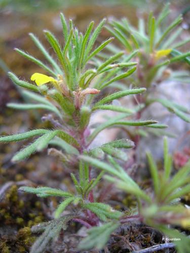 <i>Ajuga chamaepitys</i> (L.) Schreb., 1773 © P. Gourdain