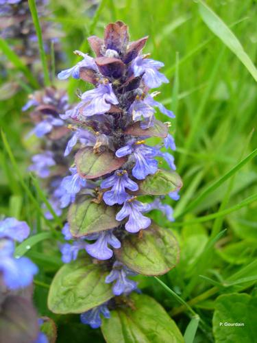 <i>Ajuga reptans</i> L., 1753 © P. Gourdain