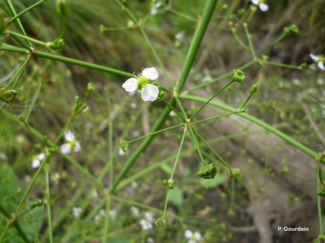 <i>Alisma plantago-aquatica</i> L., 1753 © P. Gourdain