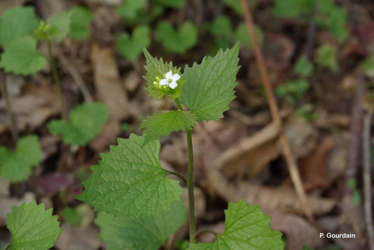 <i>Alliaria petiolata</i> (M.Bieb.) Cavara & Grande, 1913 © P. Gourdain