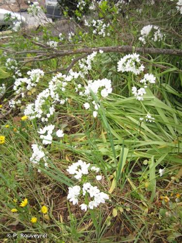 <i>Allium neapolitanum</i> Cirillo, 1788 © P. Rouveyrol