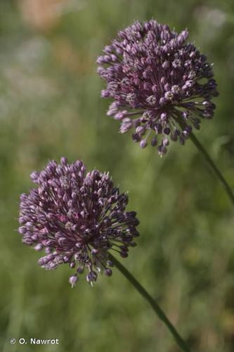 <i>Allium polyanthum</i> Schult. & Schult.f., 1830 © O. Nawrot