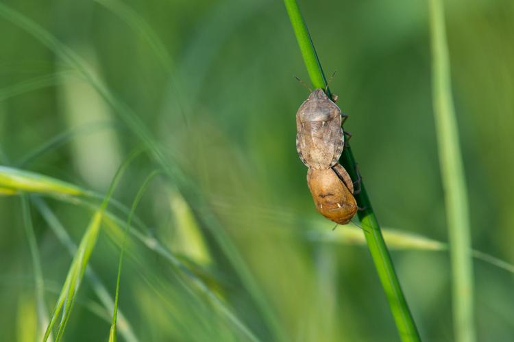 Eurygaster maura © Romain Baghi