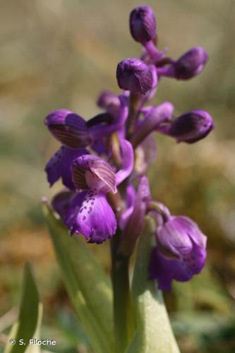 <i>Anacamptis morio</i> (L.) R.M.Bateman, Pridgeon & M.W.Chase, 1997 © S. Filoche