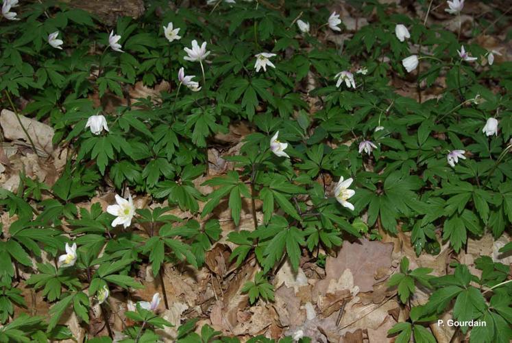 <i>Anemone nemorosa</i> L., 1753 © P. Gourdain