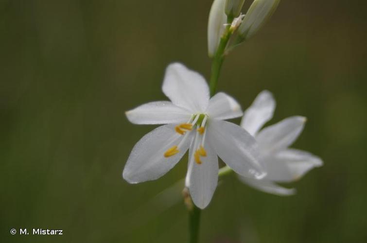 <i>Anthericum liliago</i> L., 1753 © M. Mistarz