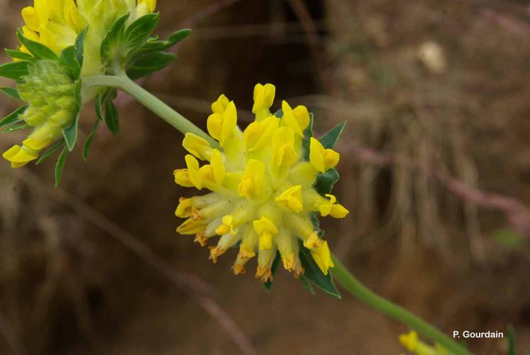 <i>Anthyllis vulneraria</i> L., 1753 © P. Gourdain